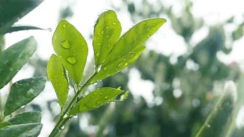 春風(fēng)十里，不如室內(nèi)這抹綠“迷醉”你！