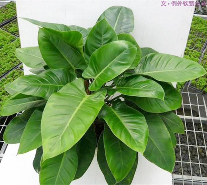 不能不知的家居綠植選擇、養(yǎng)護技巧，居家必備！-別墅設(shè)計,軟裝設(shè)計,室內(nèi)設(shè)計,豪宅設(shè)計,深圳例外軟裝設(shè)計公司