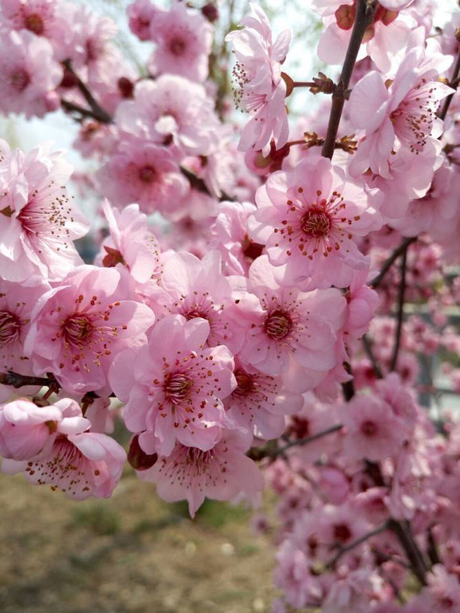 陽春三月，這些美景其實(shí)可以帶回家！-別墅設(shè)計(jì),軟裝設(shè)計(jì),室內(nèi)設(shè)計(jì),豪宅設(shè)計(jì),深圳例外軟裝設(shè)計(jì)公司