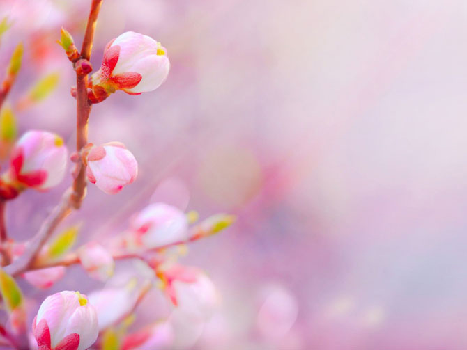 陽春三月，這些美景其實(shí)可以帶回家！-別墅設(shè)計(jì),軟裝設(shè)計(jì),室內(nèi)設(shè)計(jì),豪宅設(shè)計(jì),深圳例外軟裝設(shè)計(jì)公司