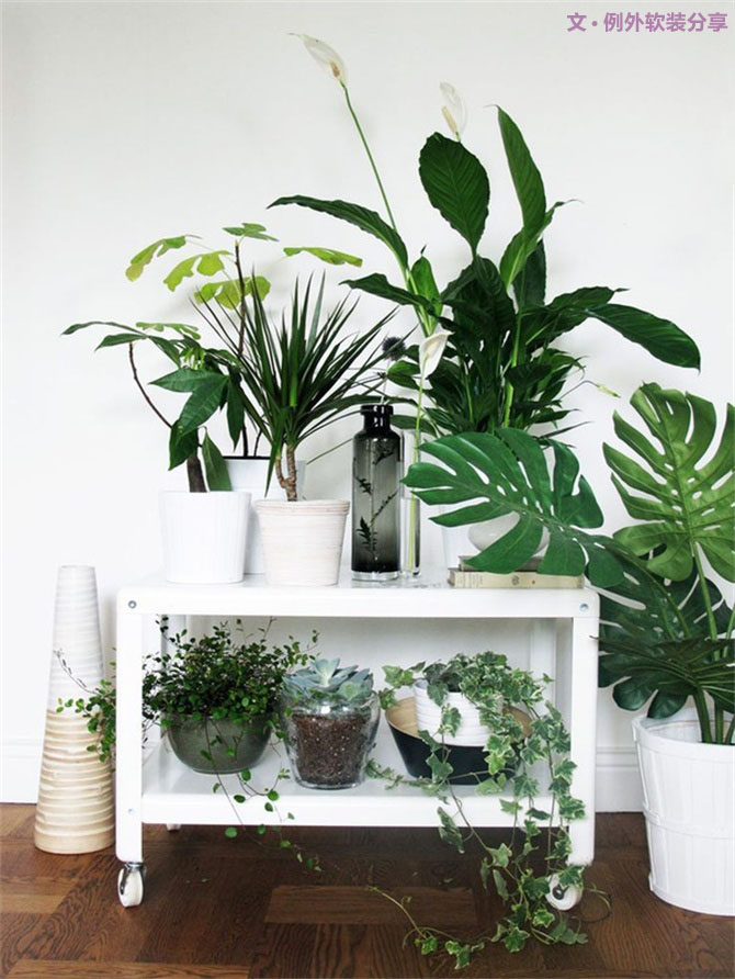家里植物這樣擺，打造”另類“居室（一）-別墅設(shè)計(jì),軟裝設(shè)計(jì),室內(nèi)設(shè)計(jì),豪宅設(shè)計(jì),深圳例外軟裝設(shè)計(jì)公司