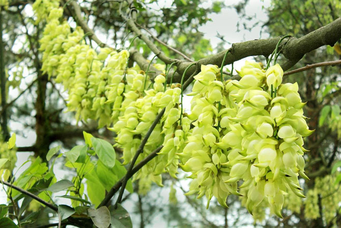 陽春三月，這些美景其實(shí)可以帶回家！-別墅設(shè)計(jì),軟裝設(shè)計(jì),室內(nèi)設(shè)計(jì),豪宅設(shè)計(jì),深圳例外軟裝設(shè)計(jì)公司