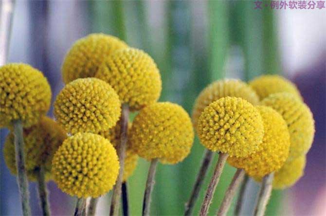 【例外.花箋記】金槌花，敲打在心間的小鼓槌！