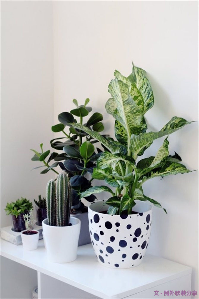 家里植物這樣擺，打造”另類“居室（一）-別墅設(shè)計(jì),軟裝設(shè)計(jì),室內(nèi)設(shè)計(jì),豪宅設(shè)計(jì),深圳例外軟裝設(shè)計(jì)公司
