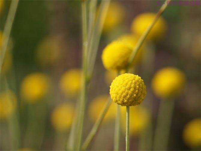 【例外.花箋記】金槌花，敲打在心間的小鼓槌！-別墅設(shè)計,軟裝設(shè)計,室內(nèi)設(shè)計,豪宅設(shè)計,深圳例外軟裝設(shè)計公司