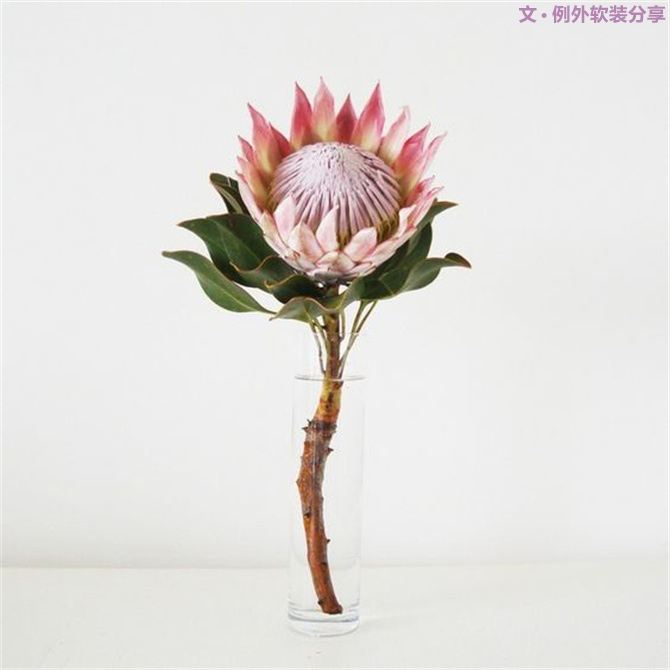 【例外·花箋記】沒有哪個姑娘能拒絕這樣一支奇葩！-別墅設(shè)計,軟裝設(shè)計,室內(nèi)設(shè)計,豪宅設(shè)計,深圳例外軟裝設(shè)計公司