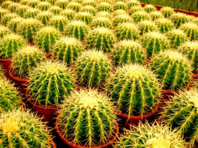 不能不知的11款強室內(nèi)吸毒植物，裝修房子必備-別墅設(shè)計,軟裝設(shè)計,室內(nèi)設(shè)計,豪宅設(shè)計,深圳例外軟裝設(shè)計公司